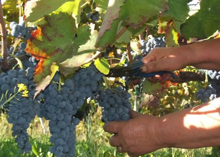 Agritursmo Montesalerno